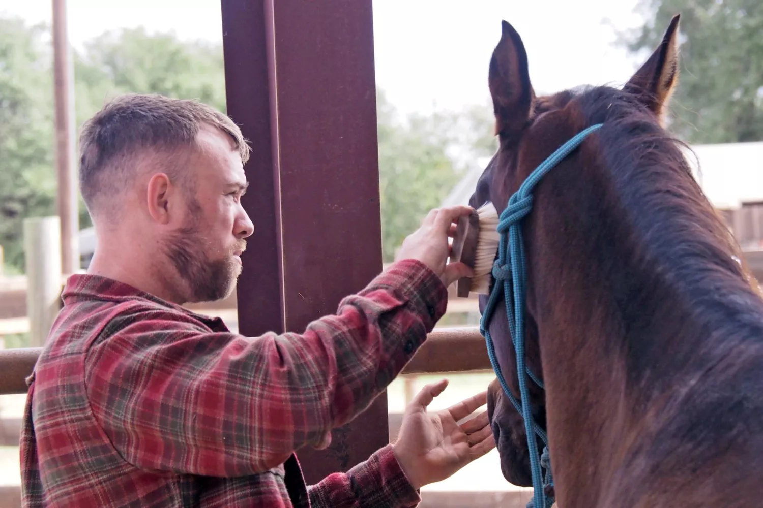 man brushing horse at restoration ranch