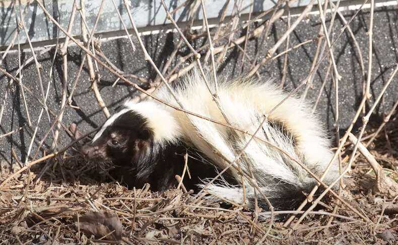 skunk on roof