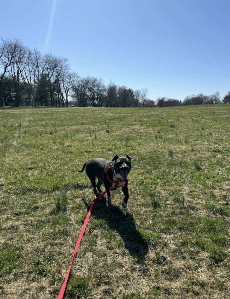 dog running in field