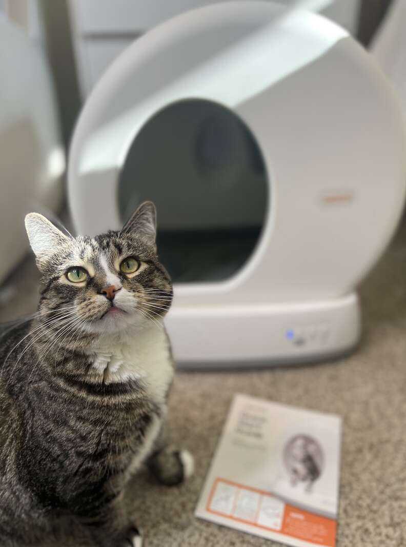 Cat sitting in front of litter box