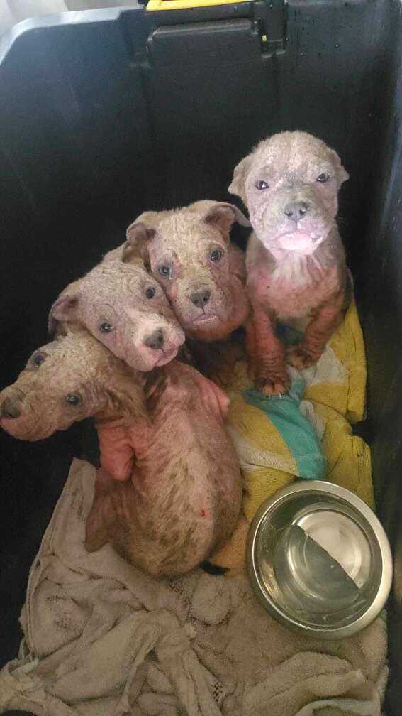 abandoned puppies