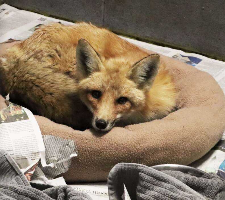 fox in bed