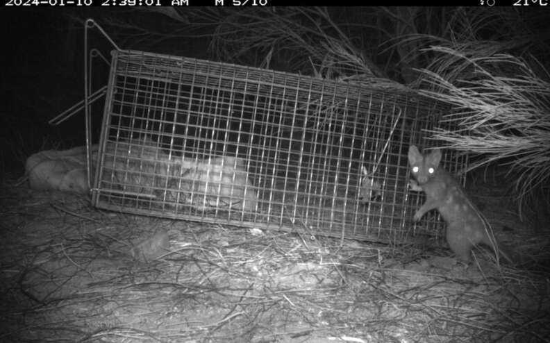 quoll near cage