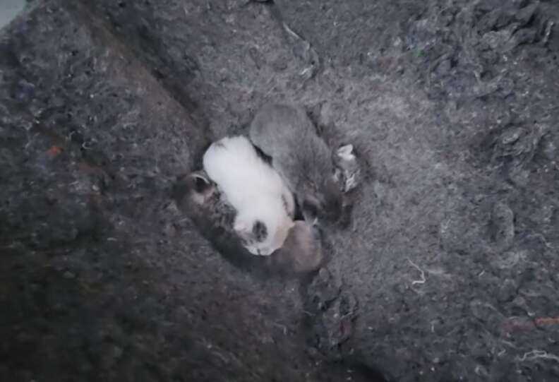 kittens in trunk