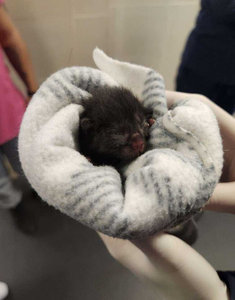 kitten in blanket