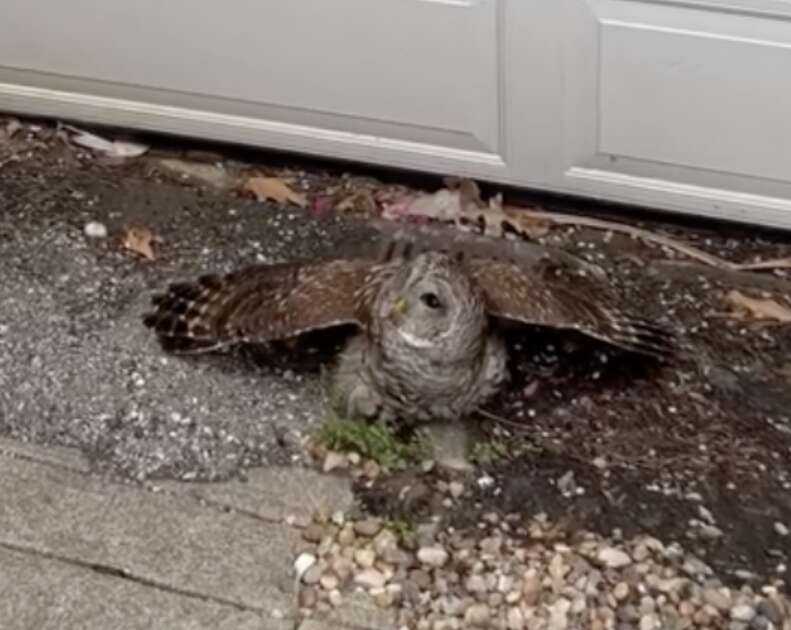 owl on the ground