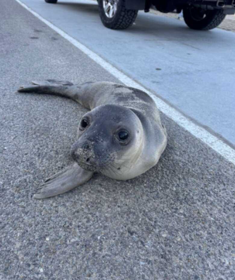 seal in the road