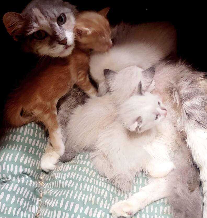 kittens with mom