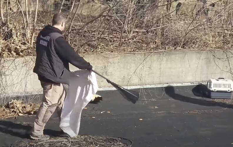 man catching skunk