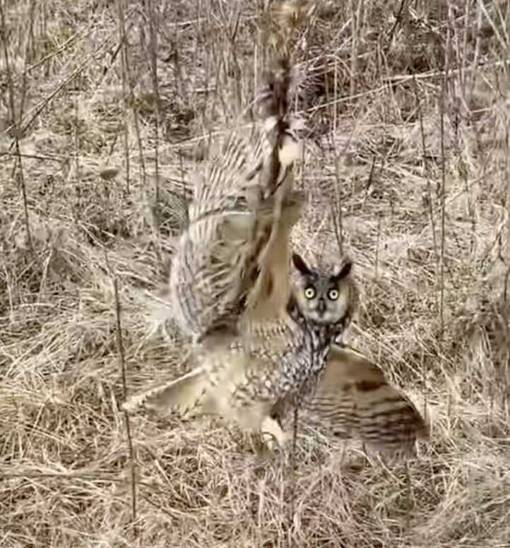 owl hanging from branch