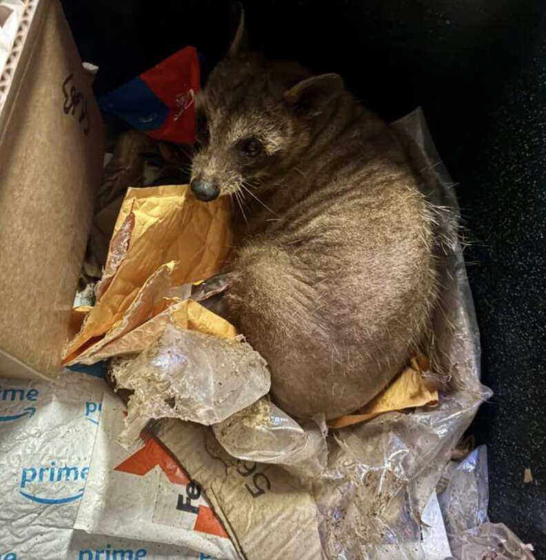 raccoon in trash