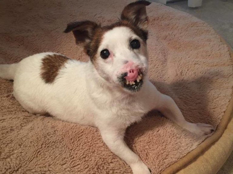 Homeless Senior Dog Without A Nose Finds A Family Who Thinks She’s Flawless