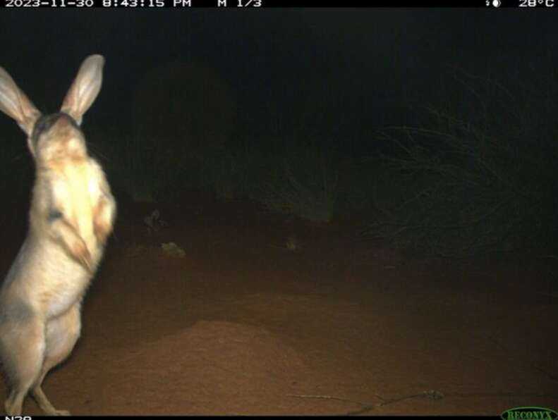 bilby on hidden cam