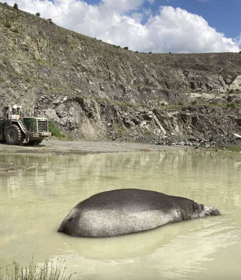 hippo in mud pit