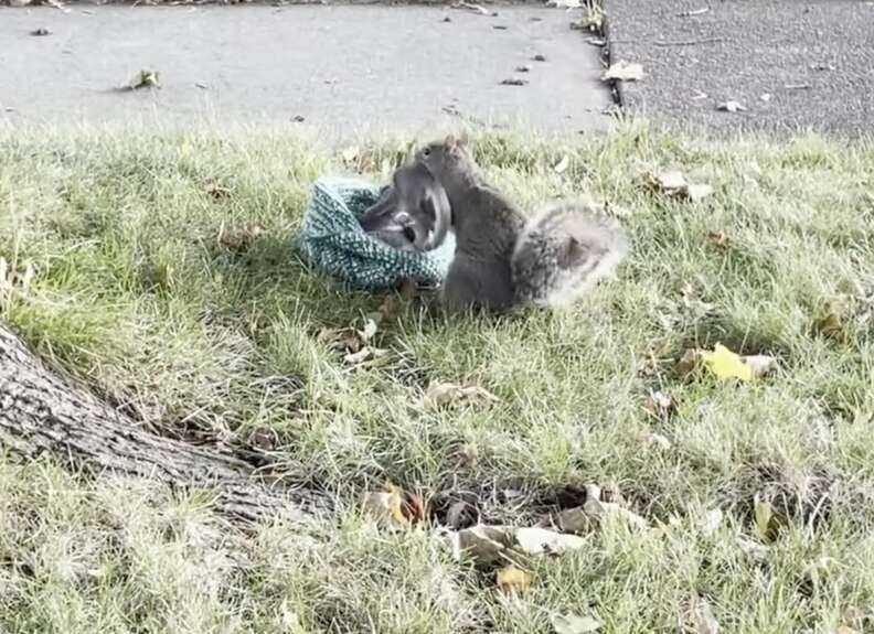 Mom squirrel reunites with babies