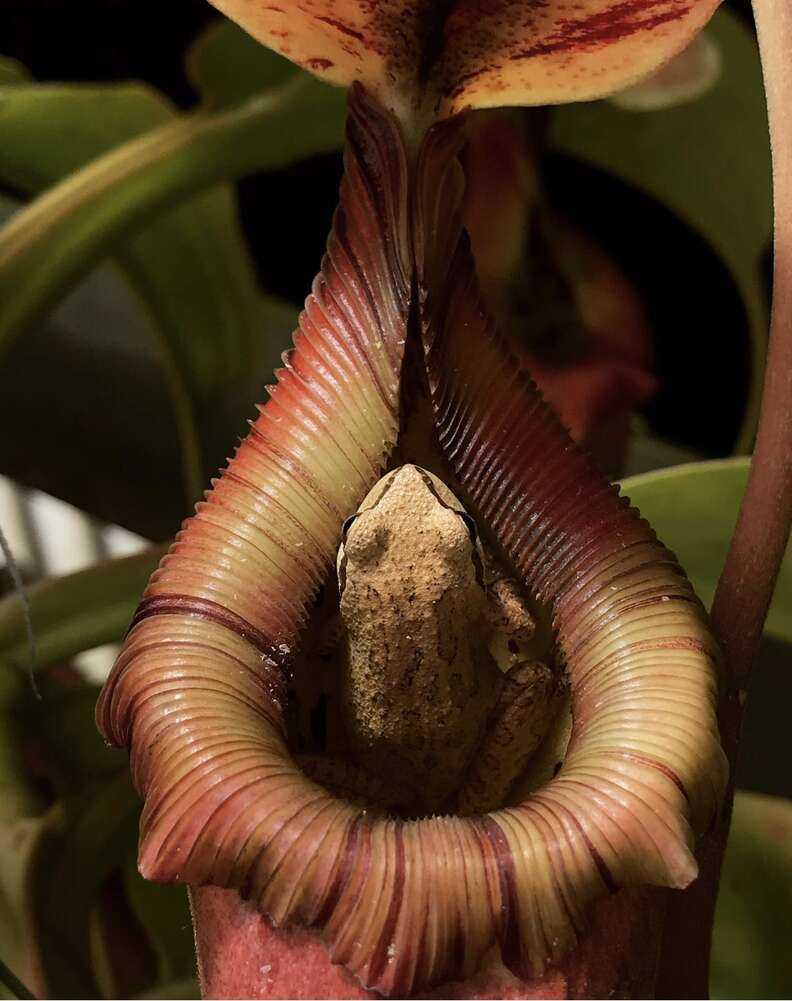 A frog living inside a flower