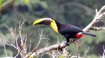 Aves de Costa Rica