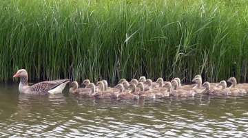 Greylag Goose: Call, Goslings and Bathing