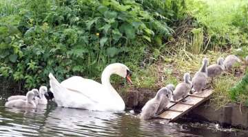 Mute Swan Family with 10 Cygnets Crossing the Road