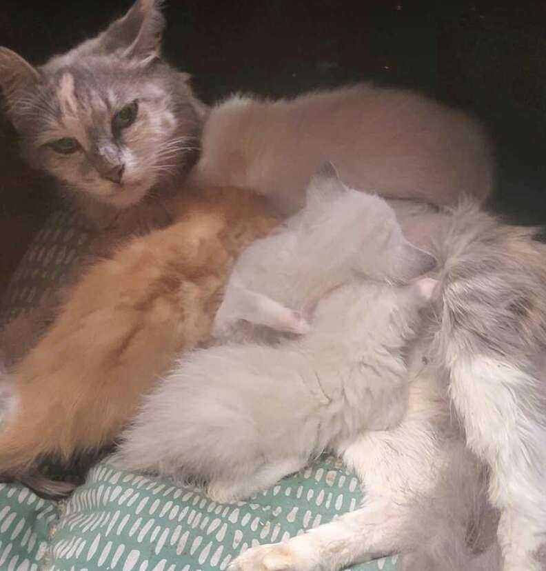 kittens and mom