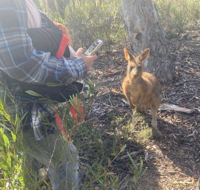 kangaroo