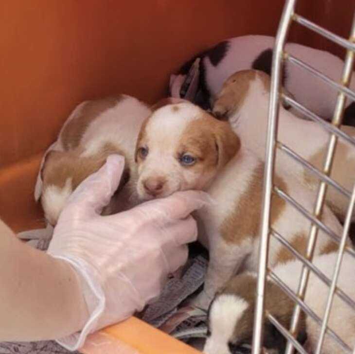 puppies in kennel