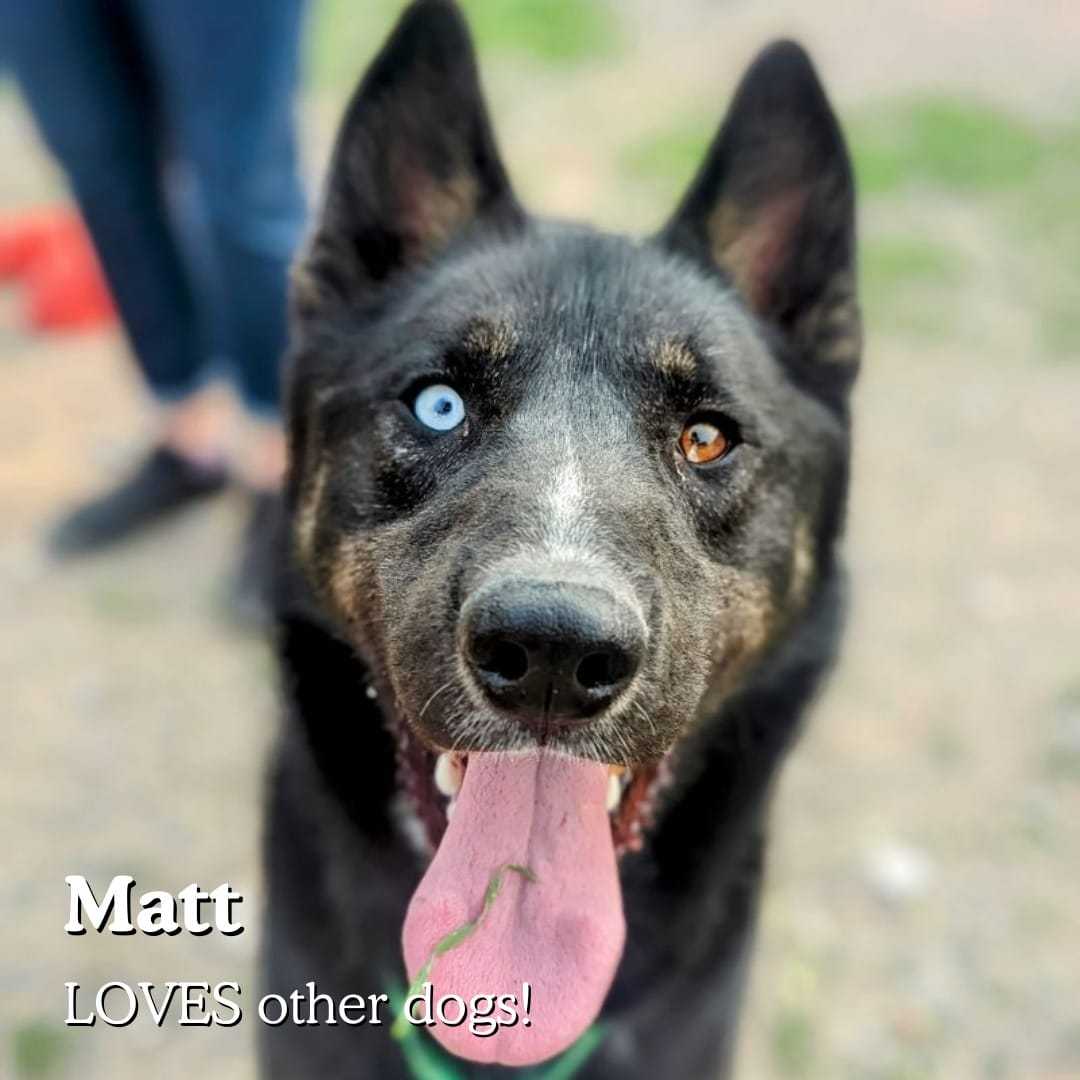 May be an image of dog and text that says 'Matt LOVES other dogs!'