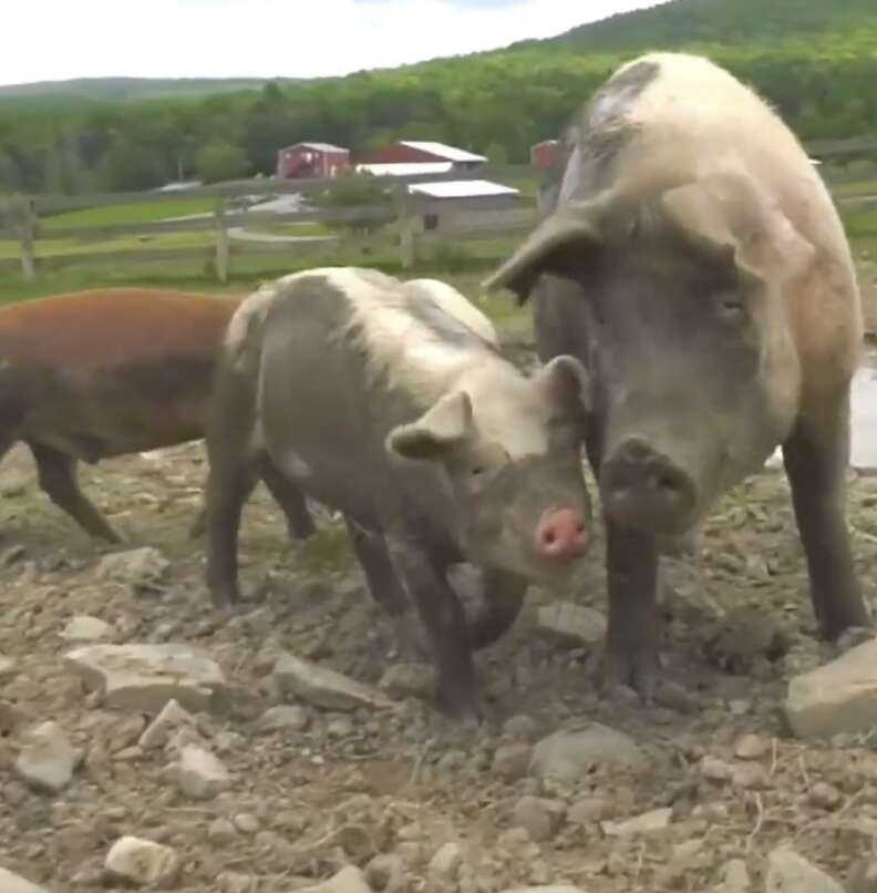 pigs in the mud