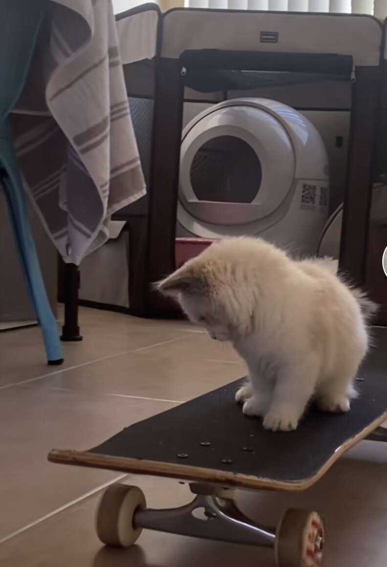 Small kitten sitting on skateboard