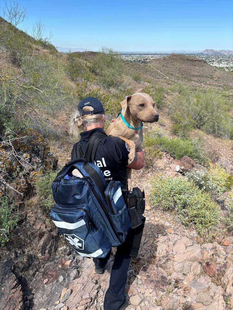 dog rescued from mountain