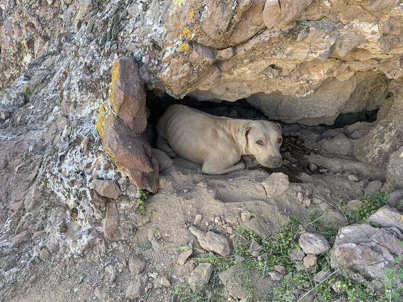 dog stuck in mountain crevice