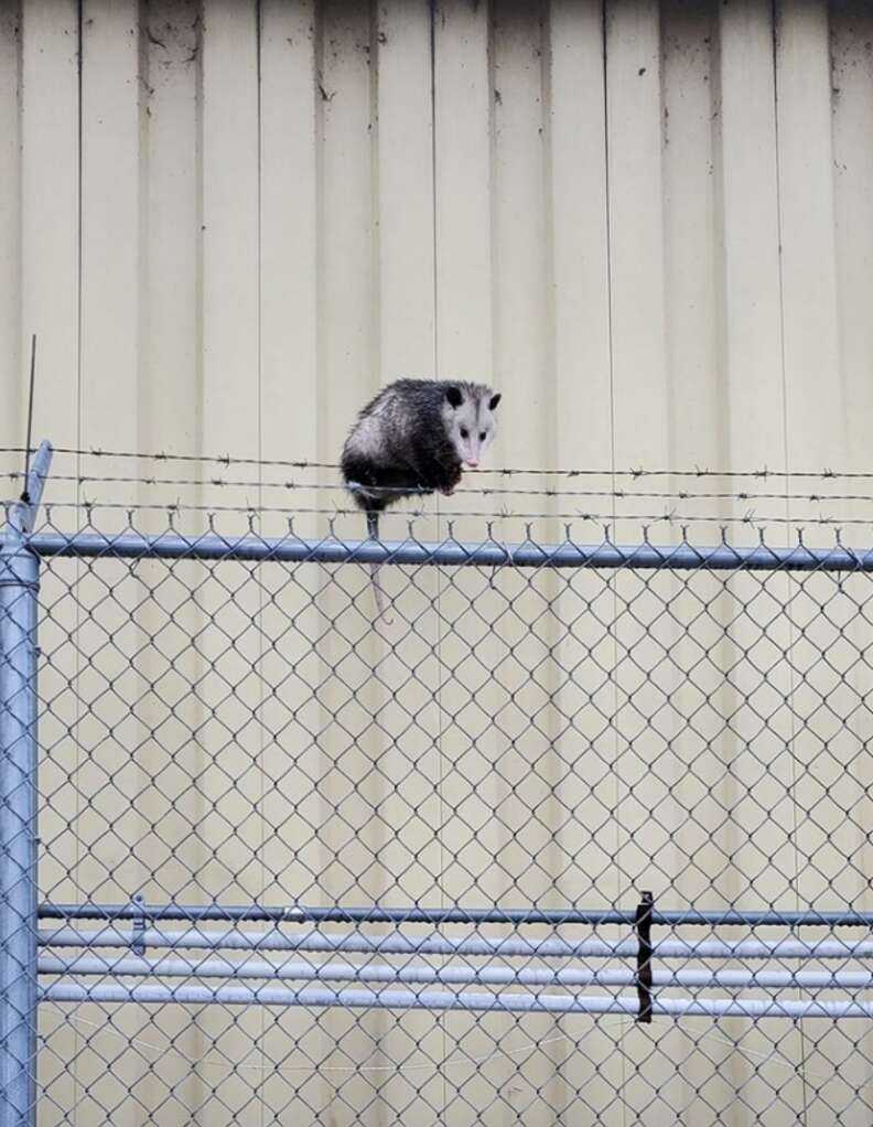 possum stuck on fence