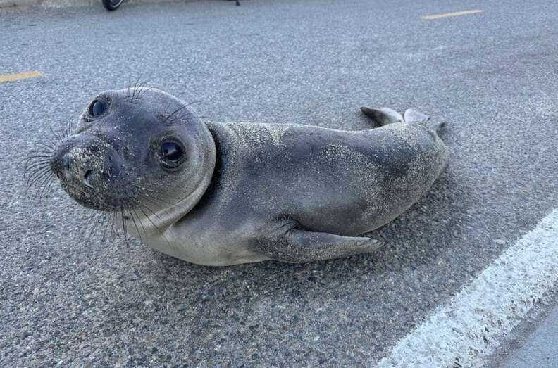 seal in the road