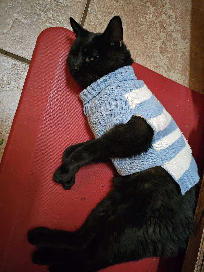 cat wearing a sweater