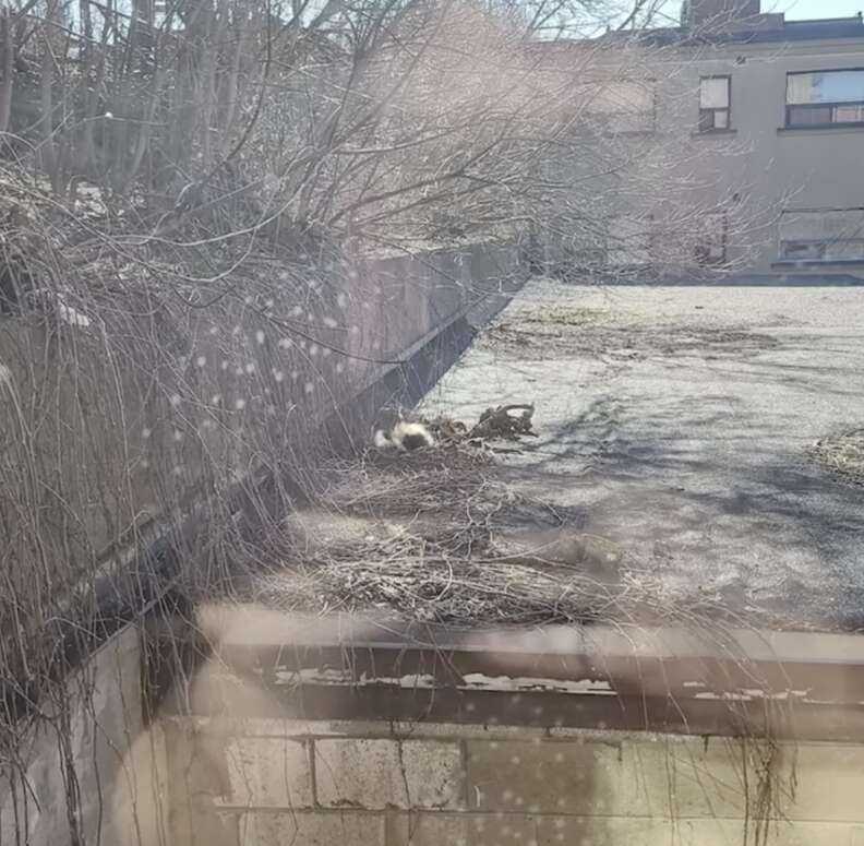 skunk on roof