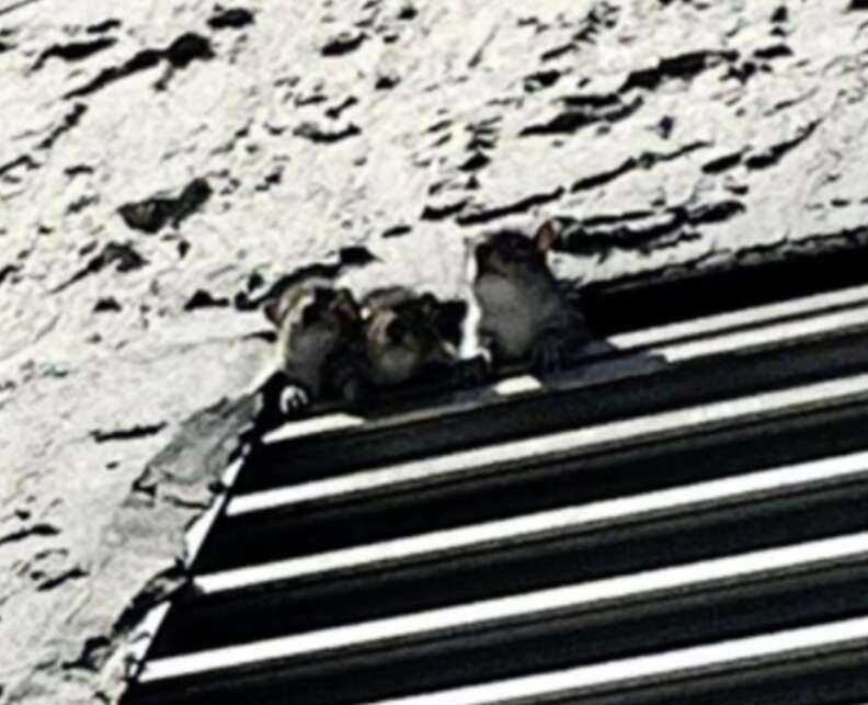 squirrels looking out air vent